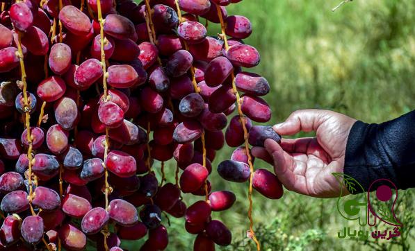 بازار فروش خرما مضافتی خوشه ای